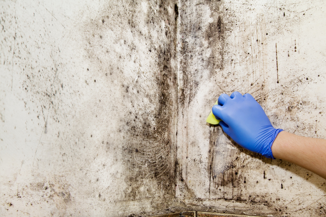 What is mould?